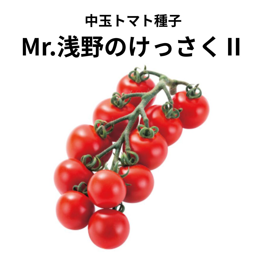 中玉 トマト 種 Mr.浅野のけっさく2 【100粒】 松島交配 渡辺採種場 傑作 小袋 野菜 タネ プロ向け 家庭菜園 農家 セレクト たね トマト の 種 トマトの種 甘い 品種 野菜種 送料無料 菜園 家庭菜園トマト 自然栽培野菜 畑 畑仕事 ミニ 種まき 種子 ワイン お酒