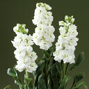 花 種 ストック ダイヤホワイト タキイ種苗 プロ向け 家庭菜園 営利用 花のある暮らし 大量 生産 フラワー