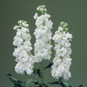 花 種 ストック クルーズホワイト タキイ種苗 プロ向け 家庭菜園 営利用 花のある暮らし 大量 生産 フラワー