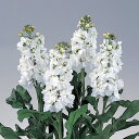 花 種 ストック ジュノンホワイト タキイ種苗 プロ向け 家庭菜園 営利用 花のある暮らし 大量 生産 フラワー