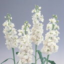 花 種 ストック クリスマスホワイト タキイ種苗 プロ向け 家庭菜園 営利用 花のある暮らし 大量 生産 フラワー