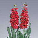 花 種 ストック クリスマスルビー タキイ種苗 プロ向け 家庭菜園 営利用 花のある暮らし 大量 生産 フラワー