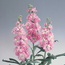 花 種 ストック クリスマスピンク タキイ種苗 プロ向け 家庭菜園 営利用 花のある暮らし 大量 生産 フラワー
