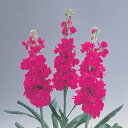 花 種 ストック クリスマスルージュ タキイ種苗 プロ向け 家庭菜園 営利用 花のある暮らし 大量 生産 フラワー