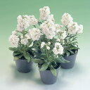 花 種 ストック キスミーホワイト タキイ種苗 プロ向け 家庭菜園 営利用 花のある暮らし 大量 生産 フラワー