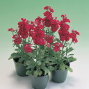 花 種 ストック キスミーローズ タキイ種苗 プロ向け 家庭菜園 営利用 花のある暮らし 大量 生産 フラワー