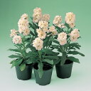 花 種 ストック キスミーイエロー タキイ種苗 プロ向け 家庭菜園 営利用 花のある暮らし 大量 生産 フラワー