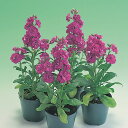 花 種 ストック キスミーブルー タキイ種苗 プロ向け 家庭菜園 営利用 花のある暮らし 大量 生産 フラワー