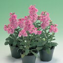 花 種 ストック キスミーチェリー タキイ種苗 プロ向け 家庭菜園 営利用 花のある暮らし 大量 生産 フラワー