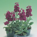 花 種 ストック キスミーバイオレット タキイ種苗 プロ向け 家庭菜園 営利用 花のある暮らし 大量 生産 フラワー
