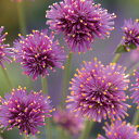 花 種 千日紅 ファイヤーワークス タキイ種苗 プロ向け 家庭菜園 営利用 花のある暮らし 大量 生産 フラワー