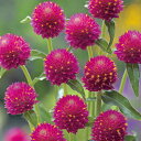花 種 千日紅 クィズカーマイン タキイ種苗 プロ向け 家庭菜園 営利用 花のある暮らし 大量 生産 フラワー