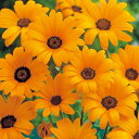 花 種 ディモルフォセカ スプリングフラッシュオレンジ タキイ種苗 プロ向け 家庭菜園 営利用 花のある暮らし 大量 生産 フラワー