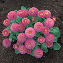 花 種 デージー タッソーピンク タキイ種苗 プロ向け 家庭菜園 営利用 花のある暮らし 大量 生産 フラワー
