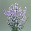 花 種 千鳥草 カンヌブルーピコティ タキイ種苗 プロ向け 家庭菜園 営利用 花のある暮らし 大量 生産 フラワー