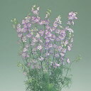 花 種 千鳥草 カンヌパープルピコティ タキイ種苗 プロ向け 家庭菜園 営利用 花のある暮らし 大量 生産 フラワー