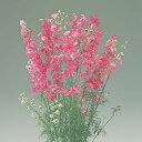 花 種 千鳥草 カンヌローズストライプ タキイ種苗 プロ向け 家庭菜園 営利用 花のある暮らし 大量 生産 フラワー