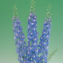 花 種 デルフィニウム F1オーロラライトブルー タキイ種苗 プロ向け 家庭菜園 営利用 花のある暮らし 大量 生産 フラワー