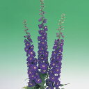 花 種 デルフィニウム F1デジタルピンク タキイ種苗 プロ向け 家庭菜園 営利用 花のある暮らし 大量 生産 フラワー