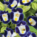 花 種 トレニア F1カウアイブルー&ホワイト タキイ種苗 プロ向け 家庭菜園 営利用 花のある暮らし 大量 生産 フラワー
