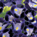 花 種 トレニア F1カウアイディープブルー タキイ種苗 プロ向け 家庭菜園 営利用 花のある暮らし 大量 生産 フラワー