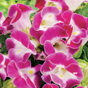 花 種 トレニア F1カウアイマゼンタ タキイ種苗 プロ向け 家庭菜園 営利用 花のある暮らし 大量 生産 フラワー