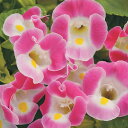 花 種 トレニア F1カウアイローズ タキイ種苗 プロ向け 家庭菜園 営利用 花のある暮らし 大量 生産 フラワー