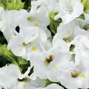花 種 トレニア F1カウアイホワイト タキイ種苗 プロ向け 家庭菜園 営利用 花のある暮らし 大量 生産 フラワー
