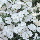 花 種 撫子 F1テルスターホワイト タキイ種苗 プロ向け 家庭菜園 営利用 花のある暮らし 大量 生産 フラワー