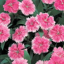 花 種 撫子 F1テルスターピンク タキイ種苗 プロ向け 家庭菜園 営利用 花のある暮らし 大量 生産 フラワー