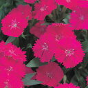 花 種 撫子 F1テルスターオーキッド タキイ種苗 プロ向け 家庭菜園 営利用 花のある暮らし 大量 生産 フラワー