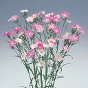 花 種 撫子 F1初恋 タキイ種苗 プロ向け 家庭菜園 営利用 花のある暮らし 大量 生産 フラワー