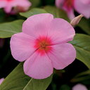 花 種 日日草 F1タイタンストロベリー タキイ種苗 プロ向け 家庭菜園 営利用 花のある暮らし 大量 生産 フラワー