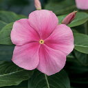 花 種 日日草 F1タイタンアイシーピンク タキイ種苗 プロ向け 家庭菜園 営利用 花のある暮らし 大量 生産 フラワー