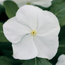 花 種 日日草 F1タイタンピュアホワイト タキイ種苗 プロ向け 家庭菜園 営利用 花のある暮らし 大量 生産 フラワー