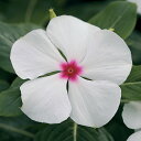 花 種 日日草 F1タイタンポルカドット タキイ種苗 プロ向け 家庭菜園 営利用 花のある暮らし 大量 生産 フラワー