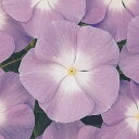 花 種 日日草 F1タイタンラベンダーブルーハロー タキイ種苗 プロ向け 家庭菜園 営利用 花のある暮らし 大量 生産 フラワー
