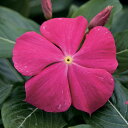 花 種 日日草 F1タイタンローズ タキイ種苗 プロ向け 家庭菜園 営利用 花のある暮らし 大量 生産 フラワー