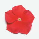 花 種 日日草 パシフィカXPリアリーレッド タキイ種苗 プロ向け 家庭菜園 営利用 花のある暮らし 大量 生産 フラワー