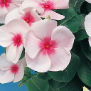 花 種 日日草 パシフィカXPブラッシュ タキイ種苗 プロ向け 家庭菜園 営利用 花のある暮らし 大量 生産 フラワー