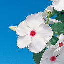 花 種 日日草 パシフィカXPポルカドット タキイ種苗 プロ向け 家庭菜園 営利用 花のある暮らし 大量 生産 フラワー