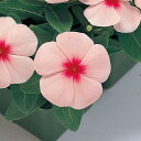花 種 日日草 パシフィカXPアプリコット タキイ種苗 プロ向け 家庭菜園 営利用 花のある暮らし 大量 生産 フラワー