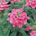 花 種 バーベナ オブセッションピンク タキイ種苗 プロ向け 家庭菜園 営利用 花のある暮らし 大量 生産 フラワー