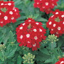花 種 バーベナ オブセッションレッドウィズアイ タキイ種苗 プロ向け 家庭菜園 営利用 花のある暮らし 大量 生産 フラワー