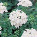 花 種 バーベナ オブセッションホワイト タキイ種苗 プロ向け 家庭菜園 営利用 花のある暮らし 大量 生産 フラワー