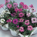 花 種 バーベナ ロングランミックス タキイ種苗 プロ向け 家庭菜園 営利用 花のある暮らし 大量 生産 フラワー