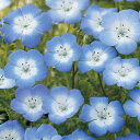 花 種 ネモフィラ インシグニスブルー タキイ種苗 プロ向け 家庭菜園 営利用 花のある暮らし 大量 生産 フラワー