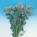 花 種 初雪草 氷河 タキイ種苗 プロ向け 家庭菜園 営利用 花のある暮らし 大量 生産 フラワー