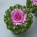 花 種 葉牡丹 F1クリスタルピンク タキイ種苗 プロ向け 家庭菜園 営利用 花のある暮らし 大量 生産 フラワー