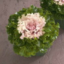 花 種 葉牡丹 F1クリスタルバニラ タキイ種苗 プロ向け 家庭菜園 営利用 花のある暮らし 大量 生産 フラワー